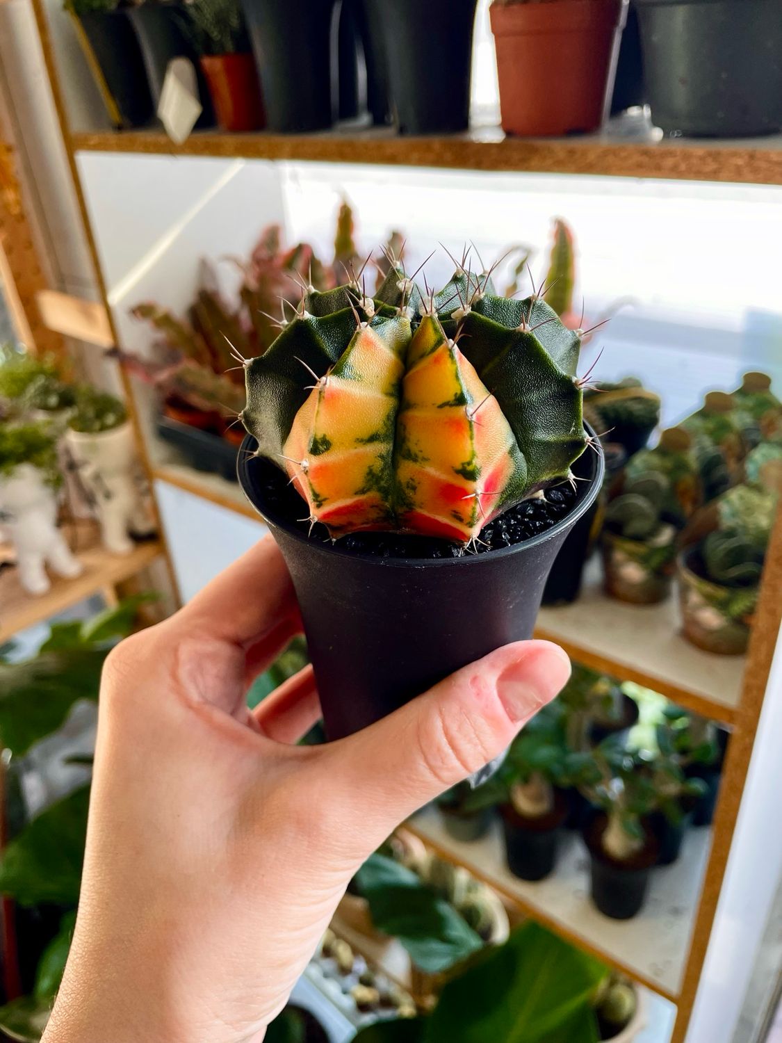 Gymnocalycium mihanovichii Variegata