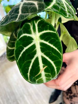 Alocasia Ninja fi9
