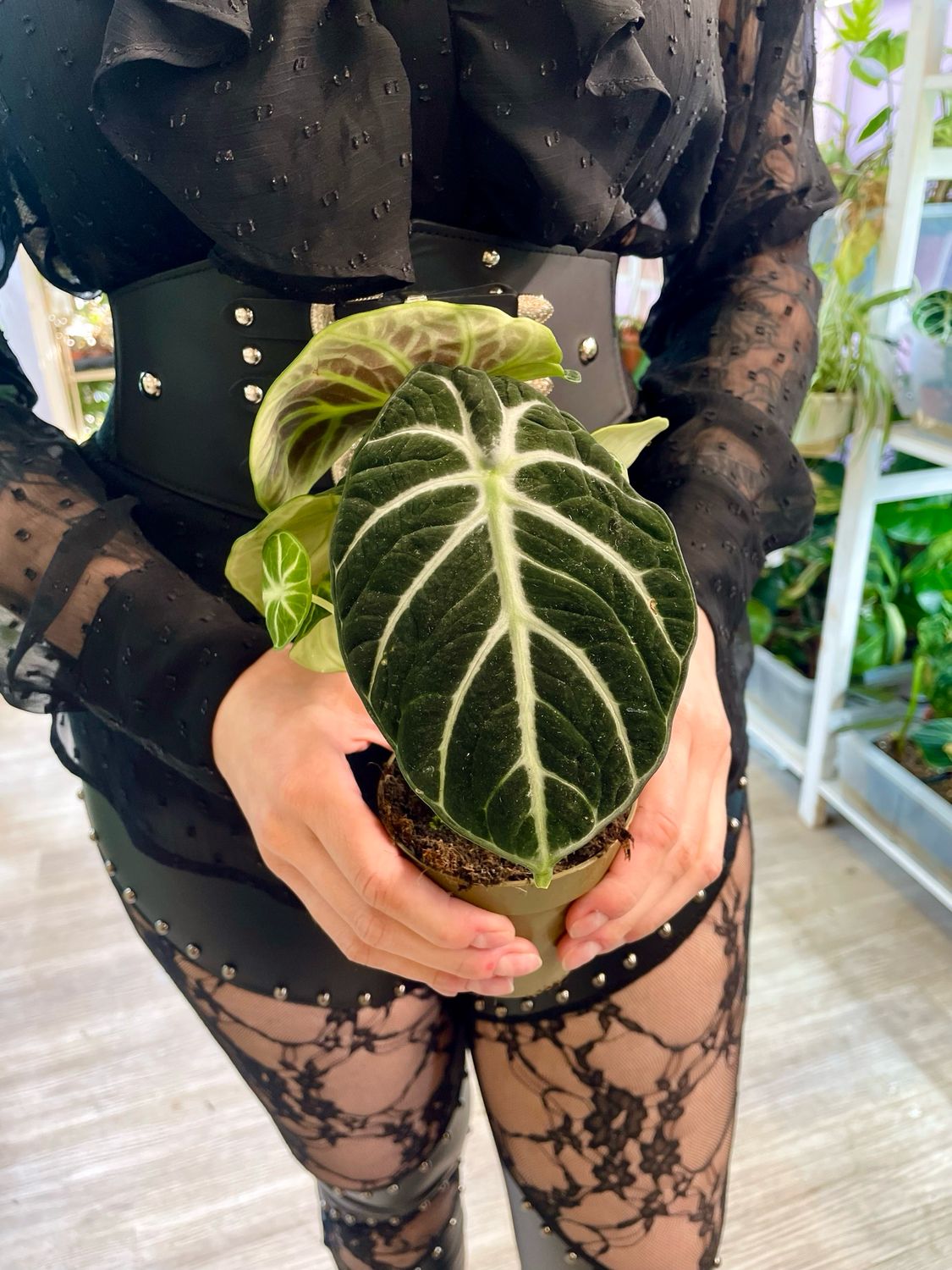 Alocasia Ninja fi9