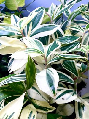 Costus arabicus &#39;Variegata&#39; Spiral Ginger (variegirani spiralni ukrasni džumbir) 