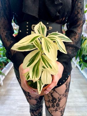 Costus arabicus &#39;Variegata&#39; Spiral Ginger (variegirani spiralni ukrasni džumbir) 
