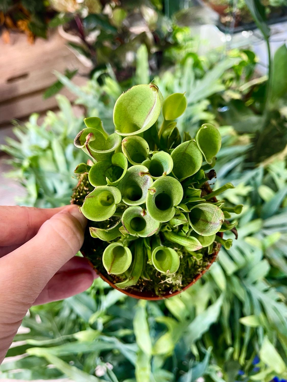 Heliamphora (mesožderka) fi8,5