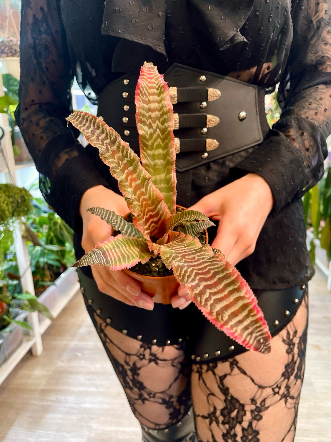 Cryptanthus Elaine fi9