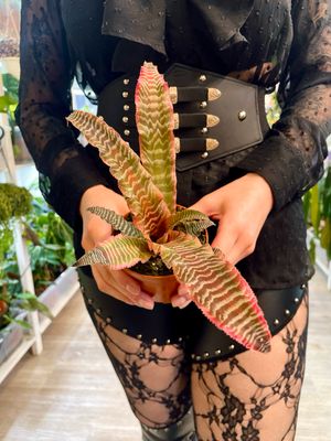 Cryptanthus Elaine fi9