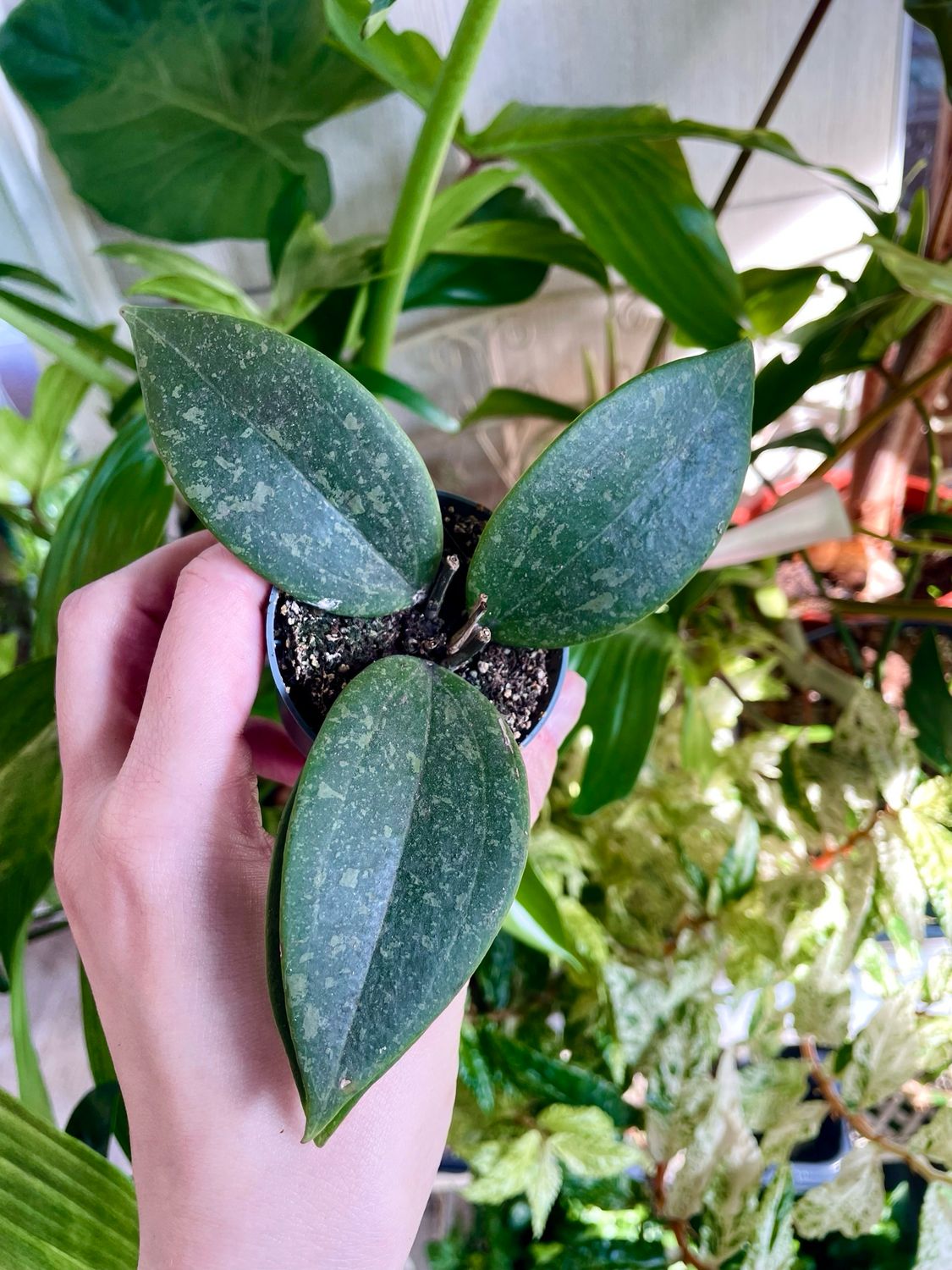 Hoya Wibergiae fi6
