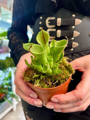 Heliamphora (mesožderka) fi8,5