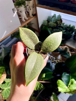 Hoya Wibergiae fi6