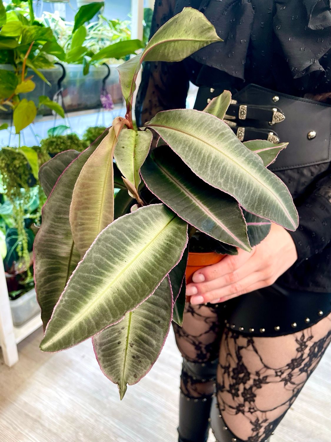 Labisia Pumila fi10,50