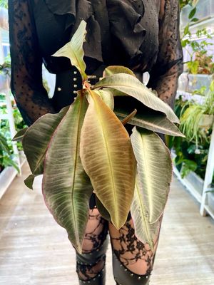 Labisia Pumila fi10,50