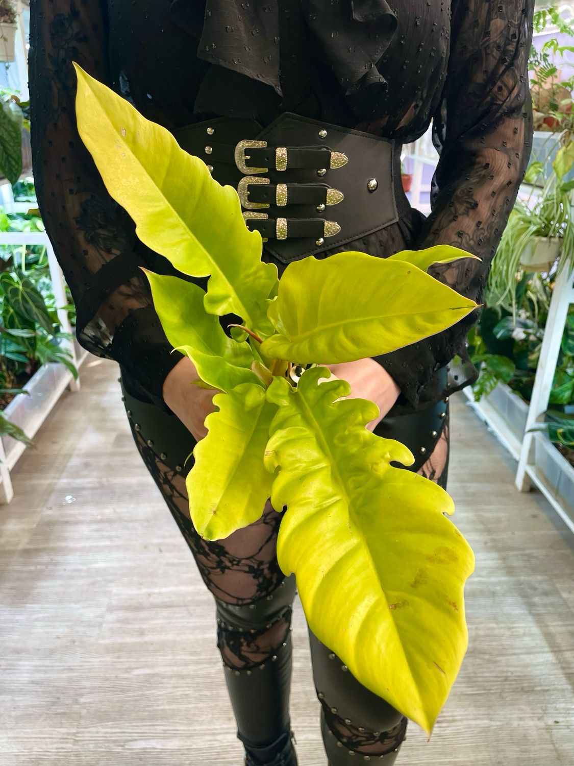 Philodendron Golden Crocodile 