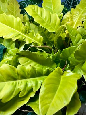 Philodendron Golden Crocodile 
