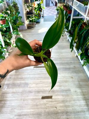 Philodendron Panduriforme bebe fi6