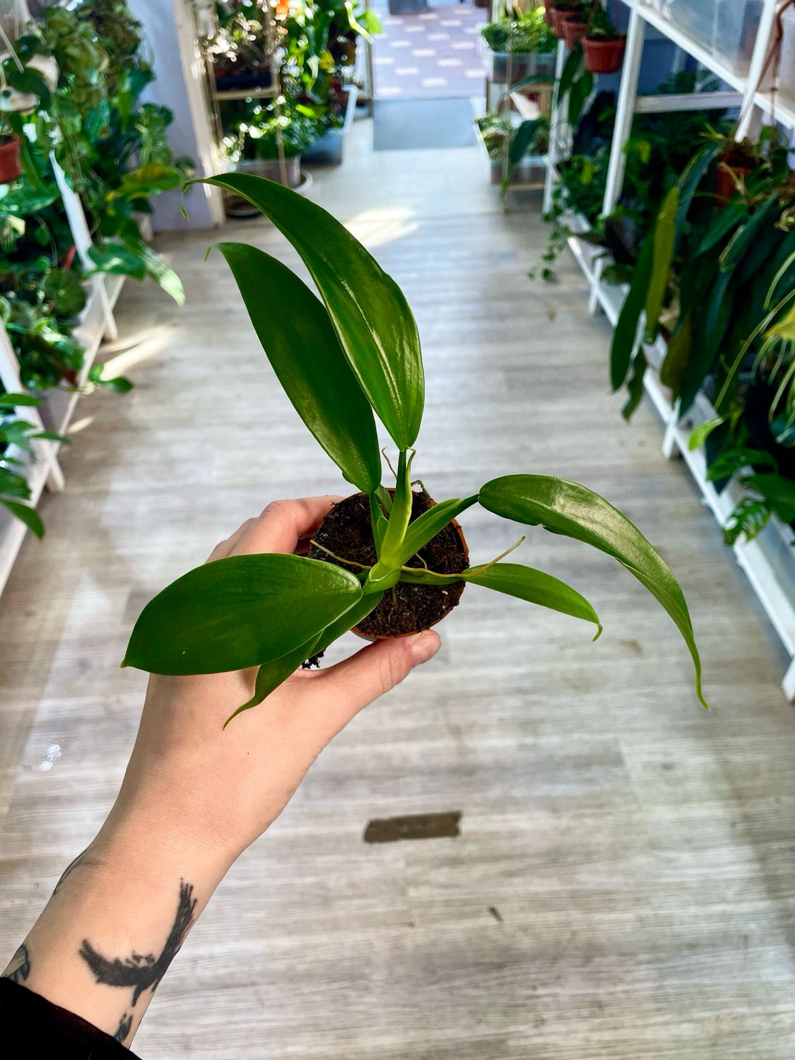Philodendron Panduriforme bebe fi6