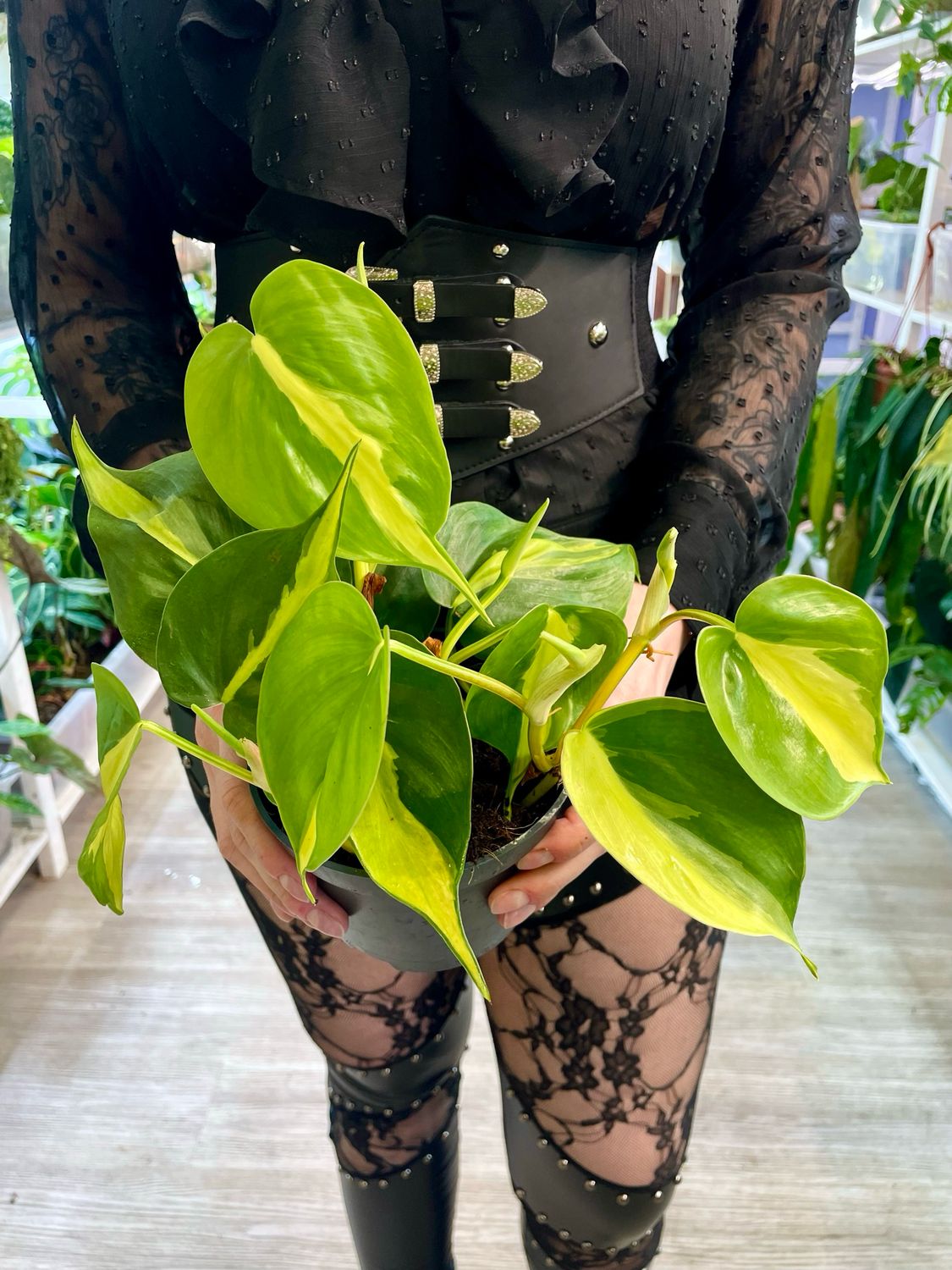 Philodendron Scandens &#39;Brasil&#39;
