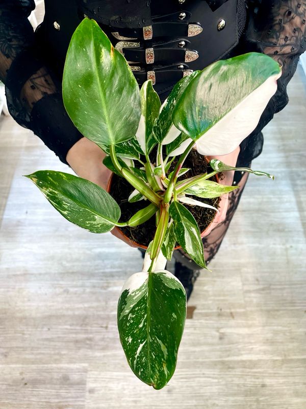 Philodendron White Princess fi12