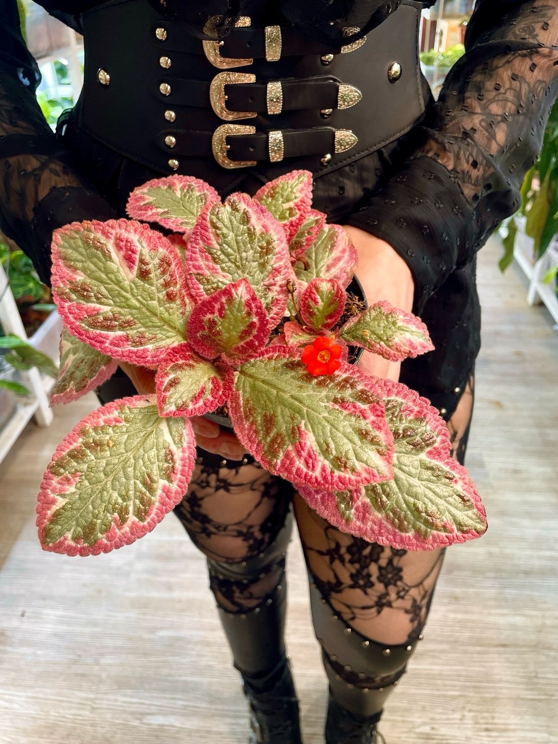 Episcia cupreata Pink Brocade fi12