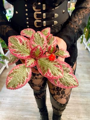 Episcia cupreata Pink Brocade fi12