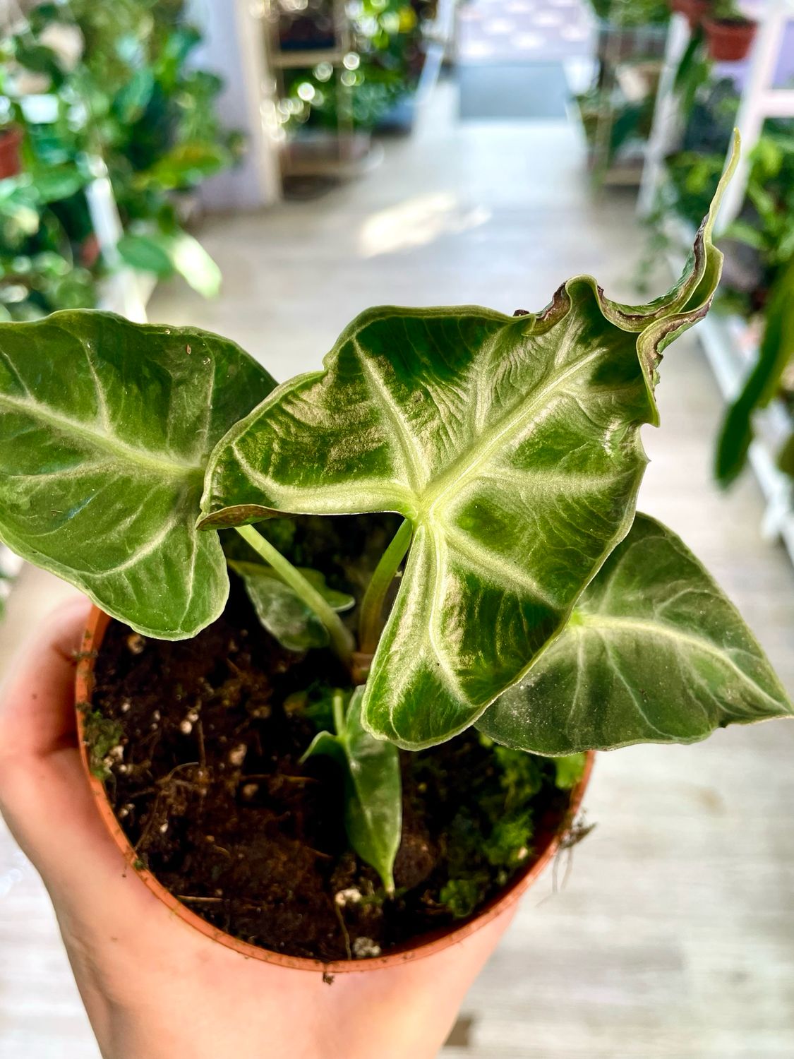 Alocasia Loco fi10,50
