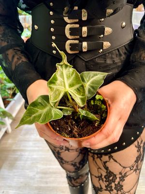 Alocasia Loco fi10,50