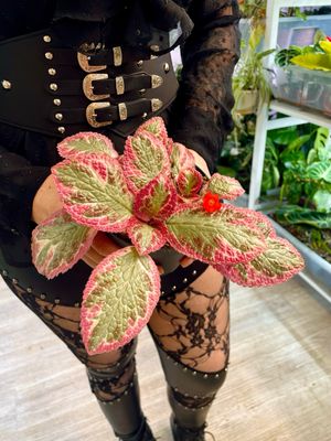 Episcia cupreata Pink Brocade fi12