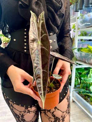 Alocasia Longiloba Purple fi10,5