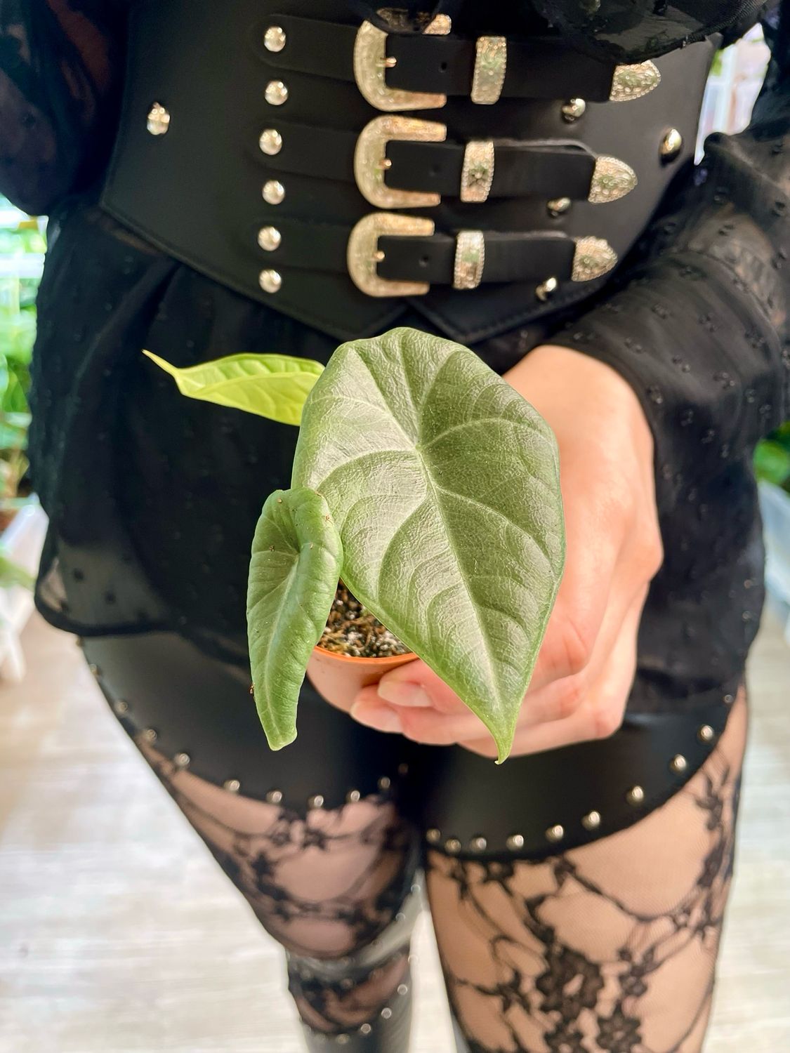 Alocasia Maharani bebe fi6