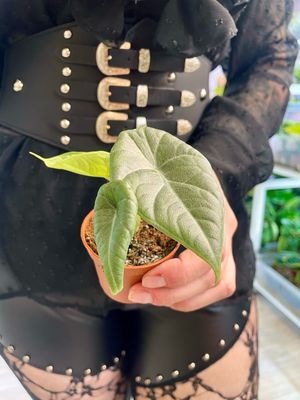 Alocasia Maharani bebe fi6