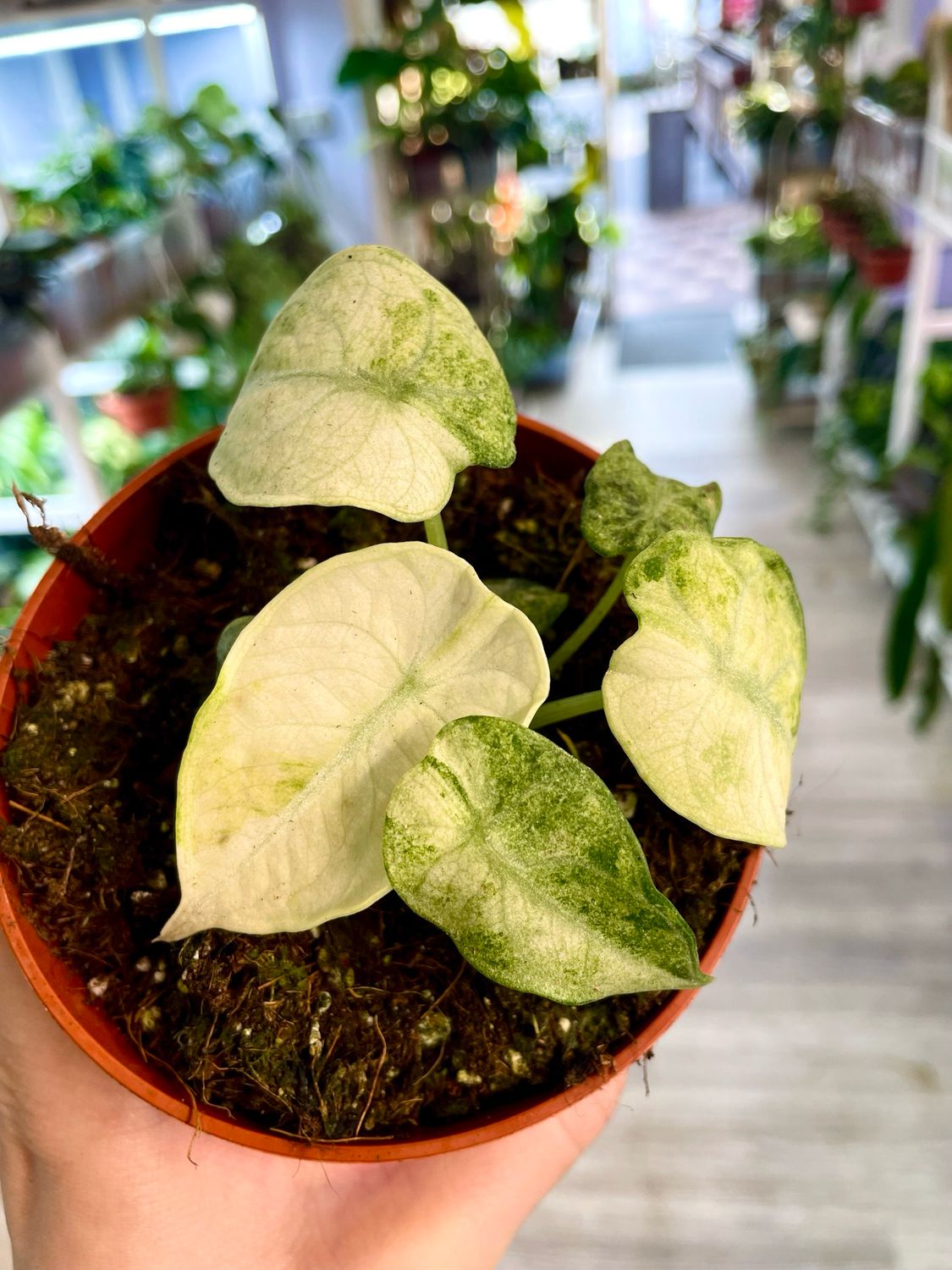 Alocasia Ninja Tricolor fi10,5
