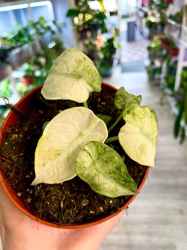 Alocasia Ninja Tricolor fi10,5