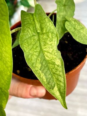 Alocasia Sulawesi Green Carpet Mint fi 10,50