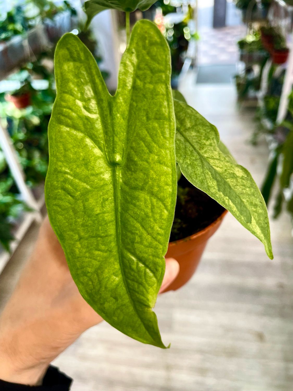 Alocasia Sulawesi Green Carpet Mint fi 10,50