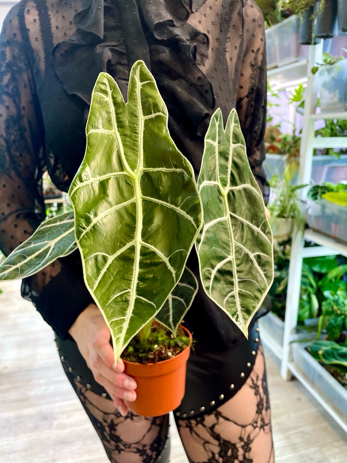 Alocasia Watsoniana big form fi10,50 