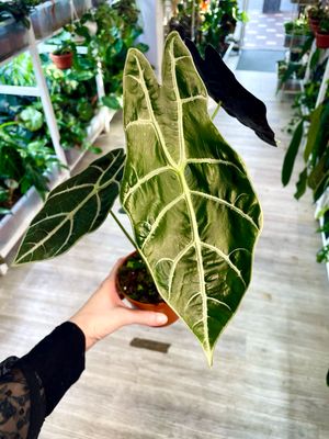 Alocasia Watsoniana big form fi10,50 