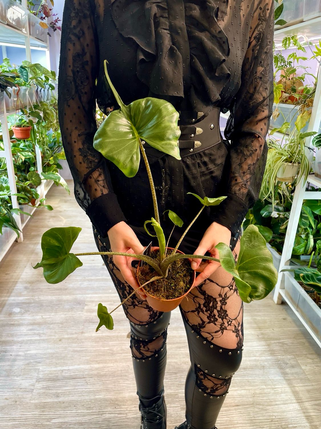 Alocasia Stingray fi12