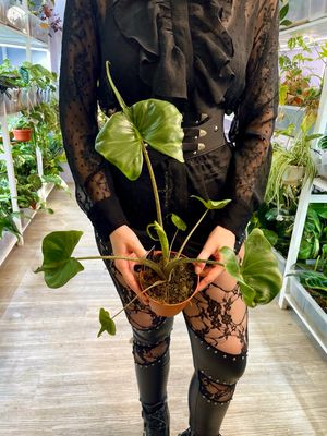 Alocasia Stingray fi12