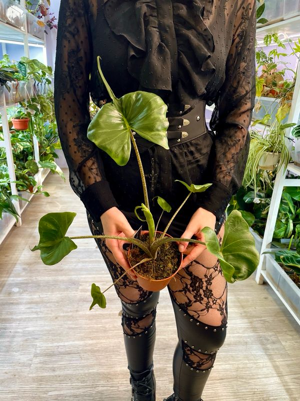 Alocasia Stingray fi12