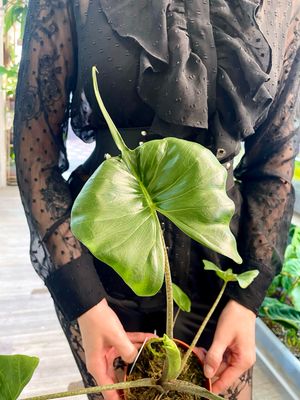 Alocasia Stingray fi12