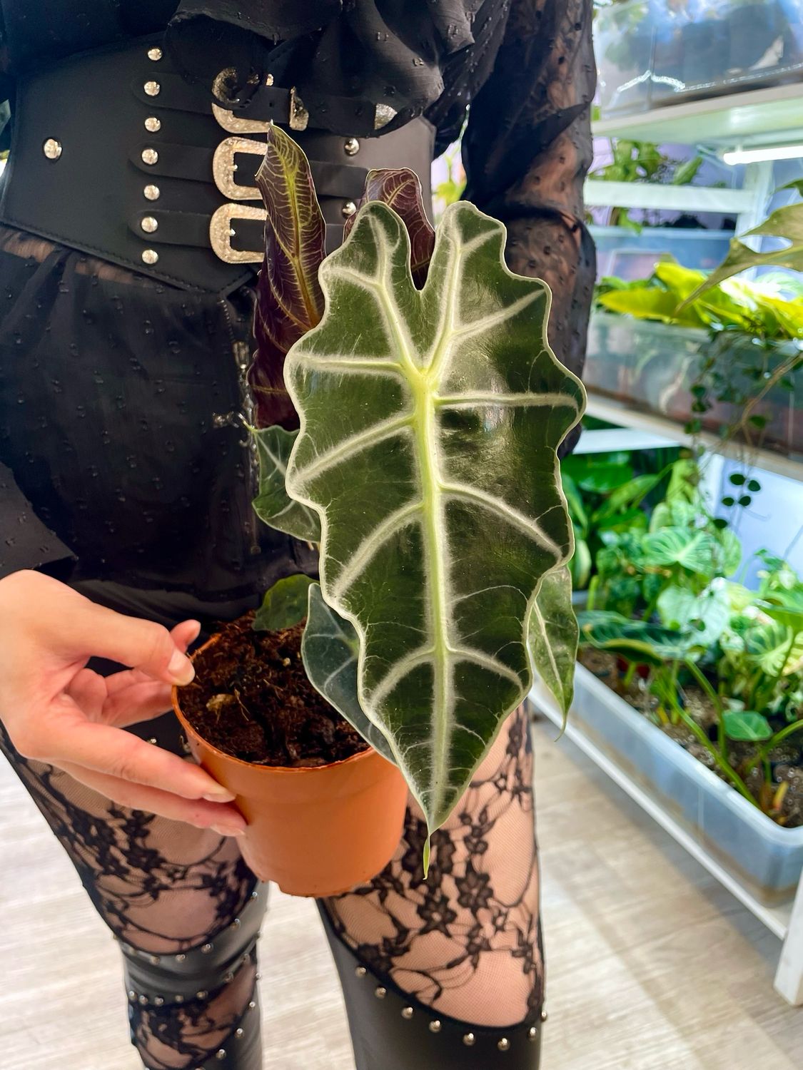Alocasia Polly fi12