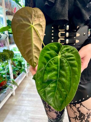Anthurium Dark Phoenix fi12