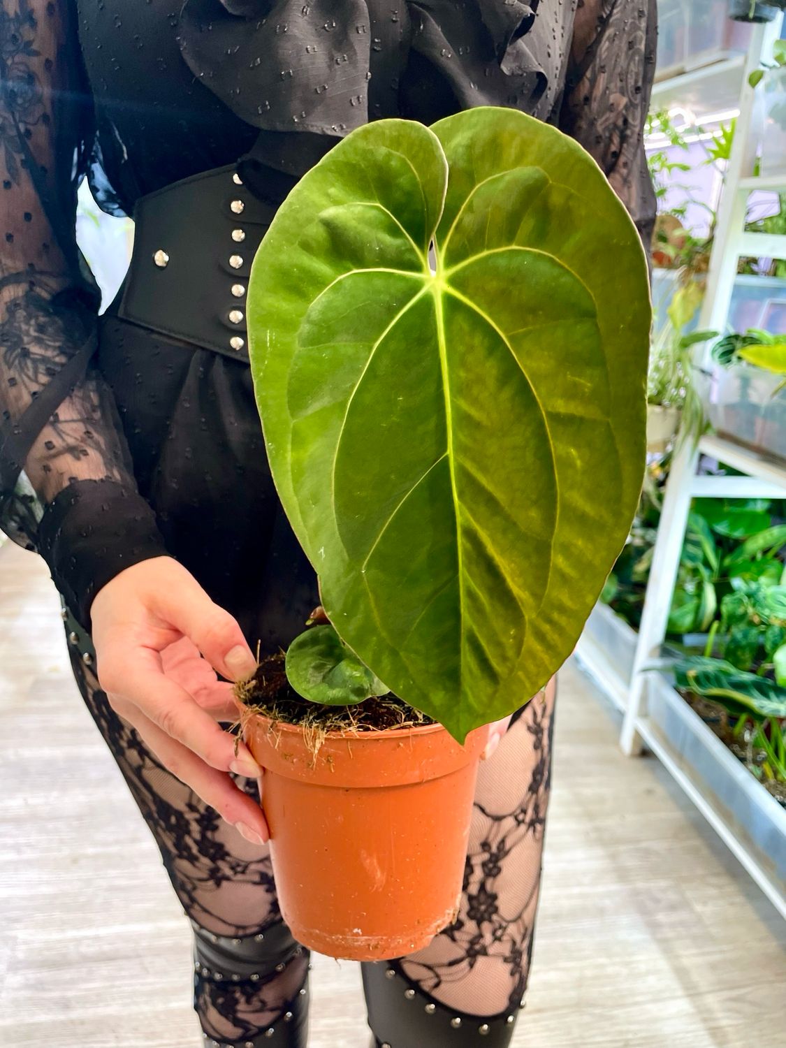 Anthurium Dark Phoenix (possible hybrid) fi12