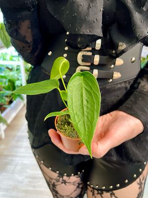 Anthurium Peltigerum bebe fi6
