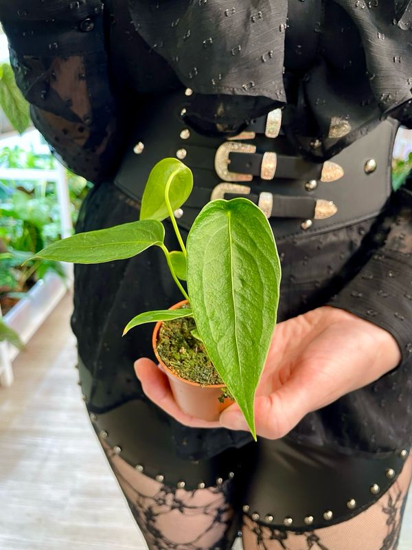 Anthurium Peltigerum bebe fi6