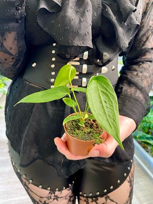 Anthurium Peltigerum bebe fi6