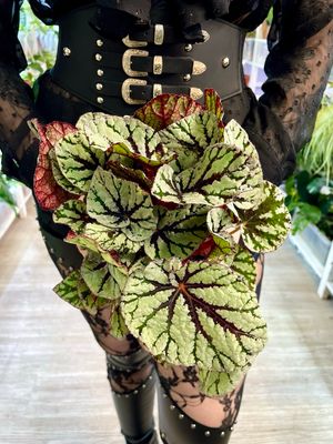 Begonia rex Fedor fi12