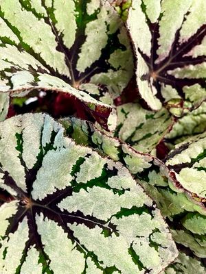 Begonia rex Fedor fi12