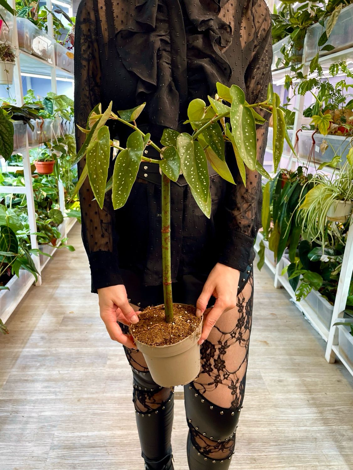 Begonia Tamaya fi14