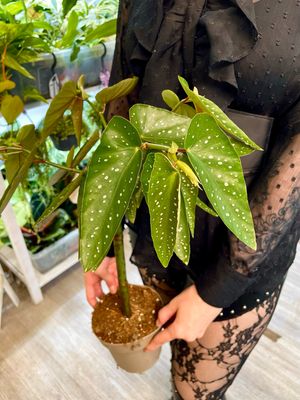 Begonia Tamaya fi14