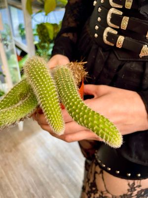 Hildewintera Colademononis/Cleistocactus colademononis (The Monkey Tail Cactus) kaktus majmunski rep fi11
