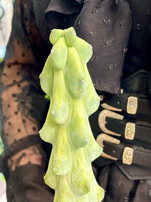 Boobie Cactus-Myrtillocactus geometrizans fukurokuryuzinboku XL