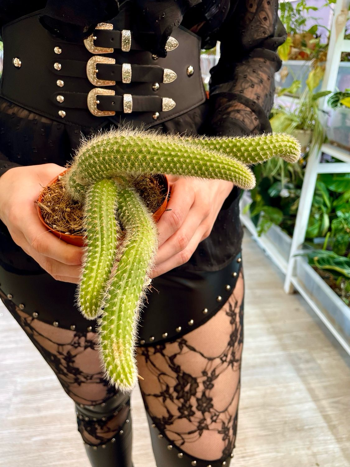 Hildewintera Colademononis/Cleistocactus colademononis (The Monkey Tail Cactus) kaktus majmunski rep fi11